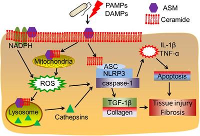 Crosstalk Between Acid Sphingomyelinase and Inflammasome Signaling and Their Emerging Roles in Tissue Injury and Fibrosis